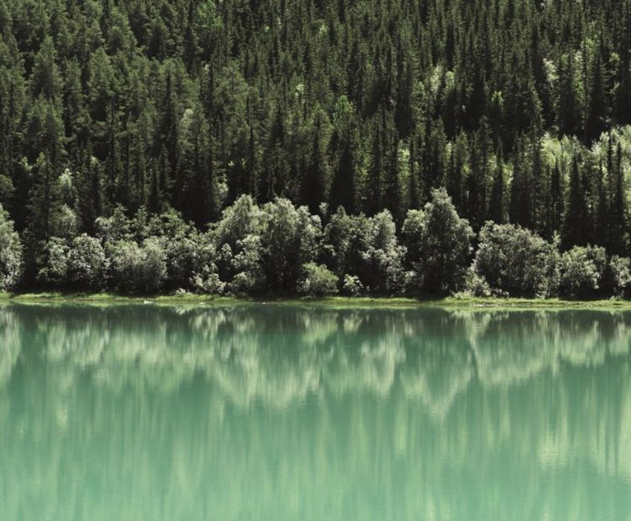 Green trees and water